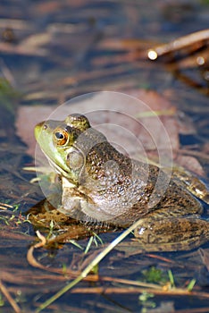 Toad Sitting in a Swamp