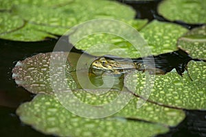 Toad sitting on a water lily in the rain