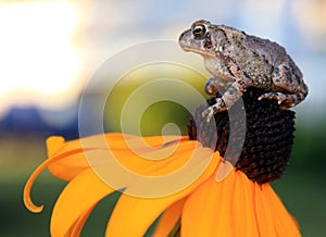 Toad sitting on Yellow Flower