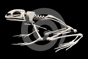 Toad skeleton