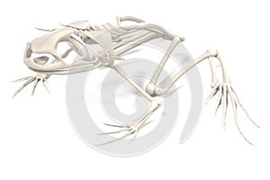 Toad skeleton