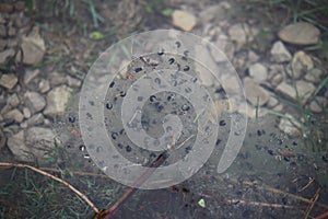 Toad spawn