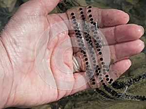 Toad spawn. Bufo bufo babies!