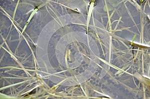 toad spawn in a pond