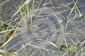 toad spawn in a pond