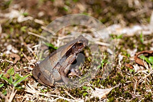 Toad of the species Rhaebo haematiticus