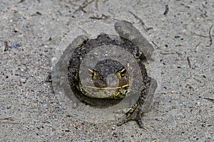 Toad with a stern countenance