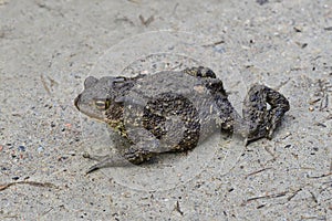 Toad with a stern countenance