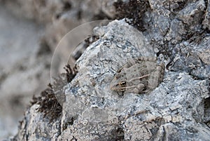 Toad on a stone.