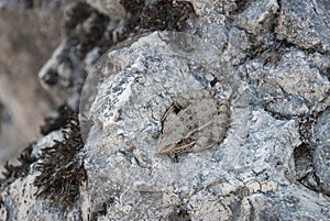 Toad on a stone. photo