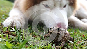 Toad Swell on The Lawn