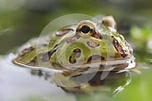 Toad Swimming in Water