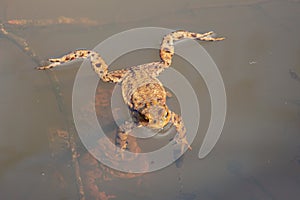 Toad swimming in the water and mating toads under it, Bufonidae or bufonem emittunt photo