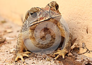 Toad thai