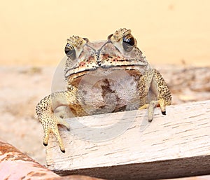 Toad thai