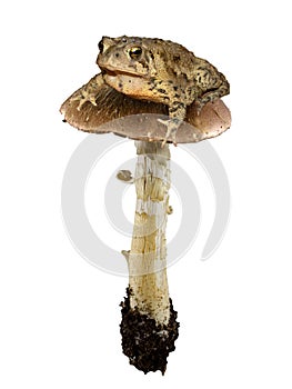 Toad on a toadstool