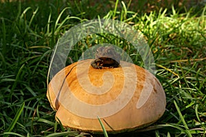 Toad on toadstool