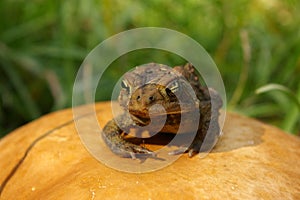 Toad on toadstool closeup