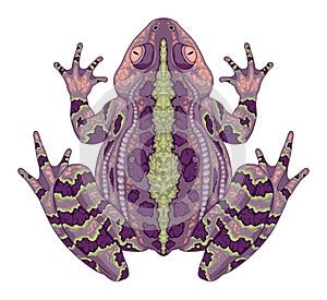 Toad top view, vector isolated animal