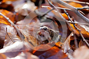 Toad traveling in the leaves