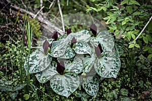 Toad Trillium, Toadshade Trillium, Trillium sessile