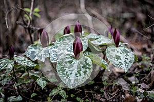 Toad Trillium, Toadshade Trillium, Trillium sessile