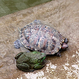 Toad and turtle in Yuantong Temple, Kunming, China