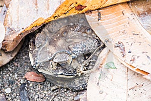 Toad under the leaves