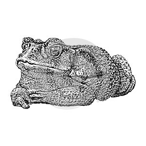 Toad, vintage hand drawn illustration in vector