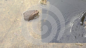 Toad was marooned in the pond