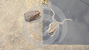 Toad was marooned in the pond