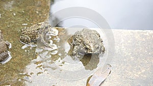 Toad was marooned in the pond