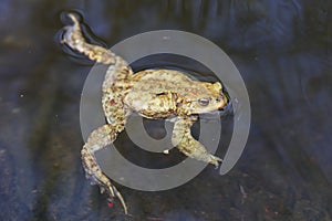Toad in the water -  frog