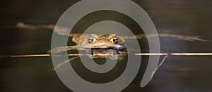 Toad in the water -  frog