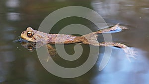 Toad in the water -  frog