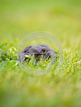 Toad in wet summer grass..