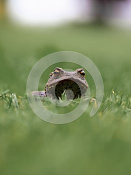 Toad in wet summer grass..