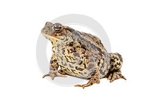 Toad on white