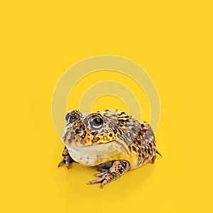 A Toad on a yellow background