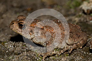 Toad