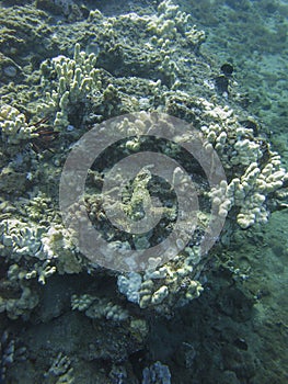 Toadfish in camouflage