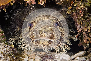 Toadfish