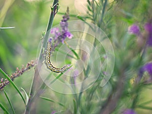 toadflax brocade caterpiller curls into a U shape on a slender leaf photo