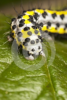 Toadflax (Brocade) Moth photo