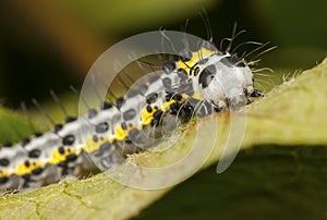 Toadflax (Brocade) Moth photo