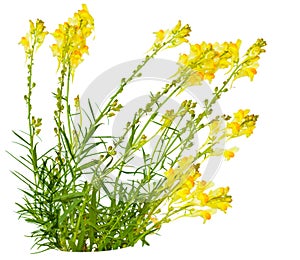 Toadflax (Linaria vulgaris)