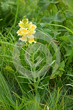 Toadflax - Linaria vulgaris, Norfolk, England, UK