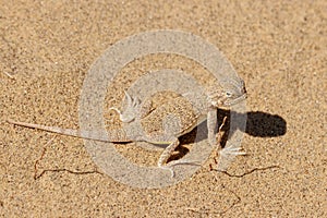 Toadhead agama Phrynocephalus mystaceus