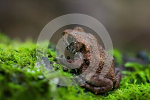 Toadlet on moss