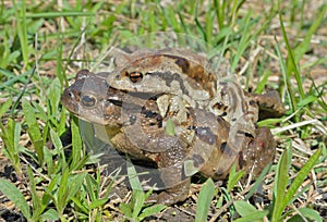 Toads Bufo gargarizans 3